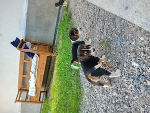 Pui Beagle de vanzare - imagine 5