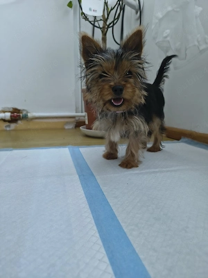 Fetiță Yorkshire Terrier (Yorkie) Mini Toy   5 Luni, cu microcip și acte la zi!