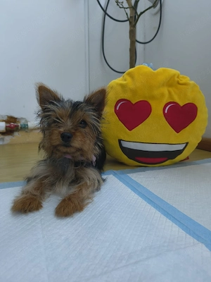 Fetiță Yorkshire Terrier (Yorkie) Mini Toy   5 Luni, cu microcip și acte la zi! - imagine 2