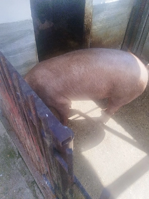 vand porc 112 kg - imagine 2