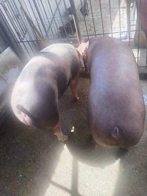 vand porc 112 kg - imagine 3