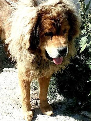 Donez familie Mastiff Tibetan