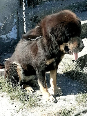 Donez familie Mastiff Tibetan - imagine 2