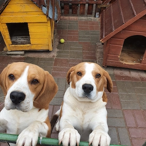 Caine Beagle - imagine 2
