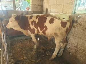 Taur Baltata Romaneasca - imagine 3