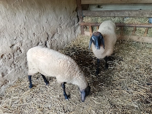 Mieluțe carabase de vânzare! - imagine 2