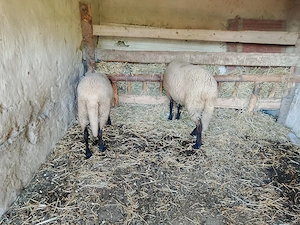 Mieluțe carabase de vânzare!