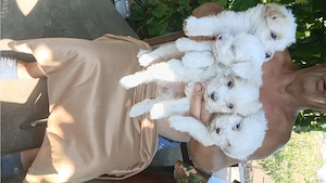 bichon maltez 