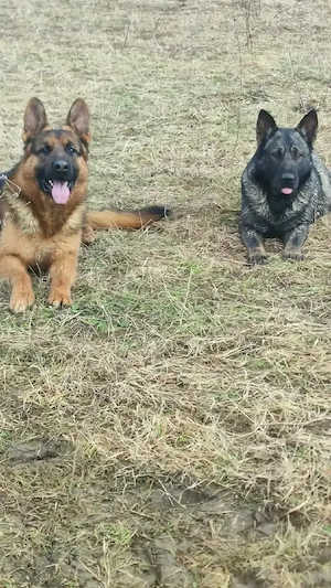 pui cuobanesc german