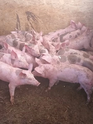 de vanzarae purcei 