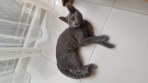 Pisica British Shorthair 