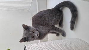 Pui de pisica British Shorthair  - imagine 2