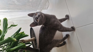 Pui de pisica British Shorthair  - imagine 3