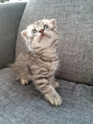 Scottish Fold pisici - imagine 3