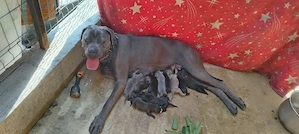 Vând pui cane corso