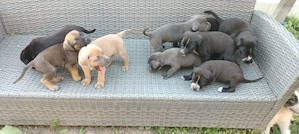 Vând pui cane corso - imagine 3