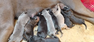 Vând pui cane corso - imagine 2