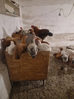 puicuțe de casă încălțate sunt din ouă verzi 19 săptămâni 50 de lei 