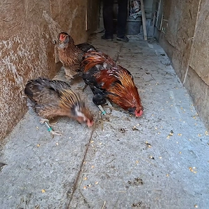 Familie Araucana - imagine 4