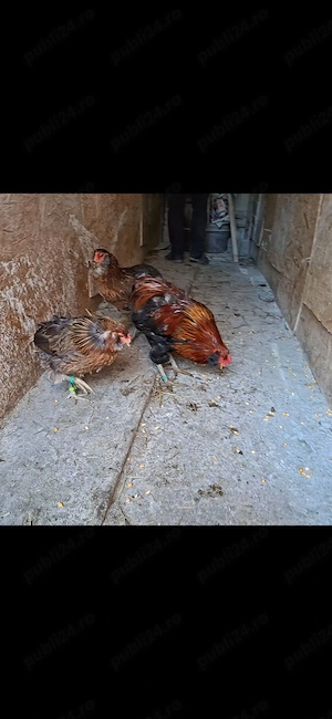 Familie Araucana - imagine 3