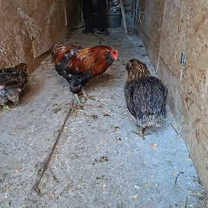 Familie Araucana