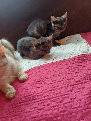 Adopție  pui pisica - imagine 4