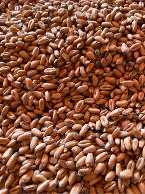 vand grau, 1,40 kg