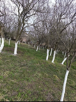  Casă de vânzare – Orbău, SM - imagine 4