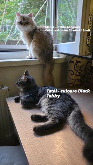 Puiuți superbi British Longhair Golden   2 luni - imagine 2