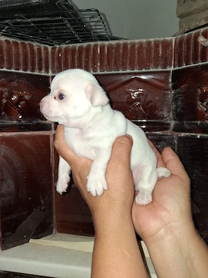 Chihuahua bebelusi - imagine 3