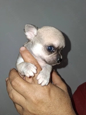 Chihuahua bebelusi - imagine 2