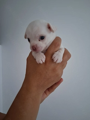 Chihuahua bebelusi - imagine 4