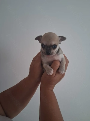 Chihuahua bebelusi