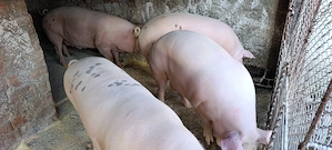 De vânzare porci ! - imagine 2