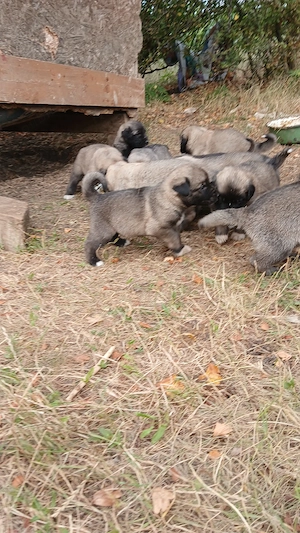 kangal , pui - imagine 2