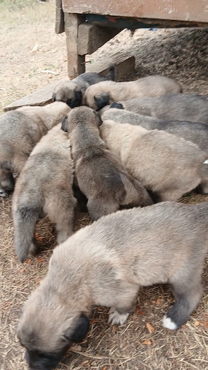 kangal , pui