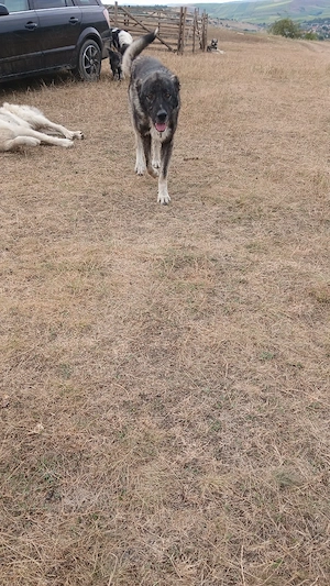 kangal , pui - imagine 5