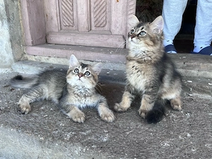 Puiuți superbi British Longhair Golden   2 luni - imagine 4