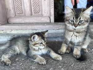 Puiuți superbi British Longhair Golden   2 luni - imagine 3