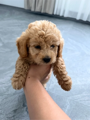 Maltipoo in varsta de 8 saptamani 