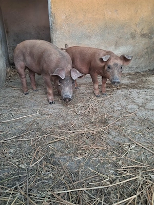 de vanzare 2 masculi duroc 3 luni
