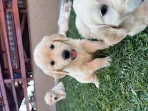 Pui Masculi Golden Retriever