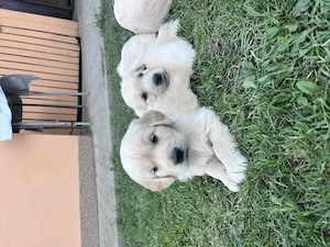 Pui Masculi Golden Retriever - imagine 4