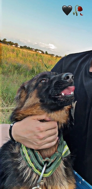 Vand Catea Ciobanesc German - imagine 2
