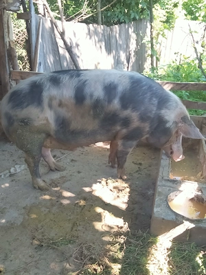 Porci de vînzare 