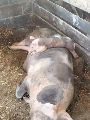 Porci de vînzare  - imagine 3