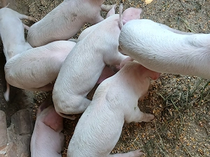 De vânzare ,purcei!