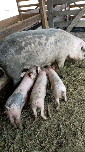 Scroafa cu purcei de vanzare