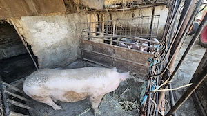 Purcea ideală pentru sacrificat  - imagine 3