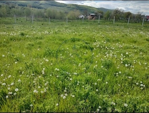  TEREN INTRAVILAN DE VÂNZARE – 1.000 MP - imagine 2